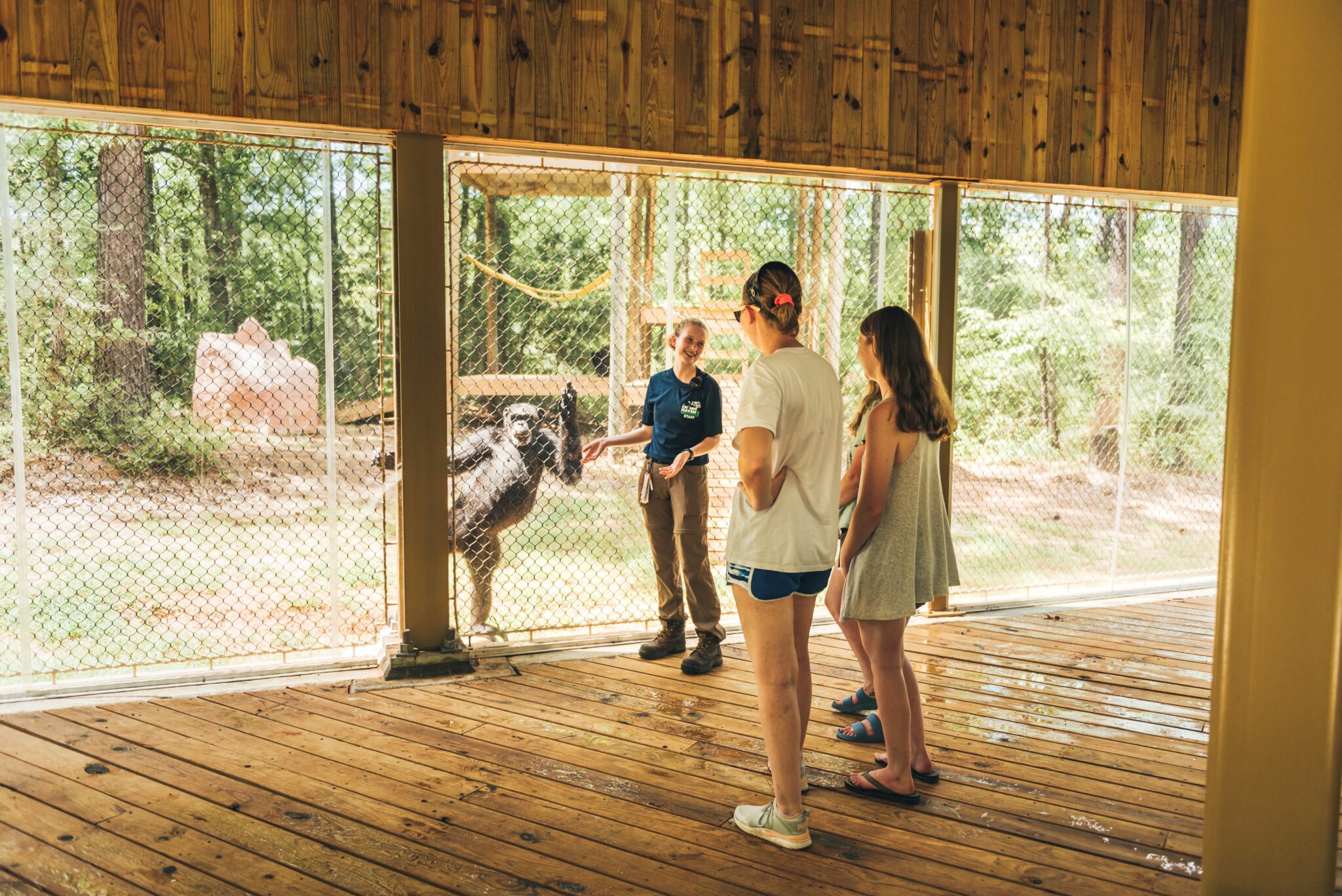 World’s Largest Chimpanzee Sanctuary Prepares for 2024 Special Events