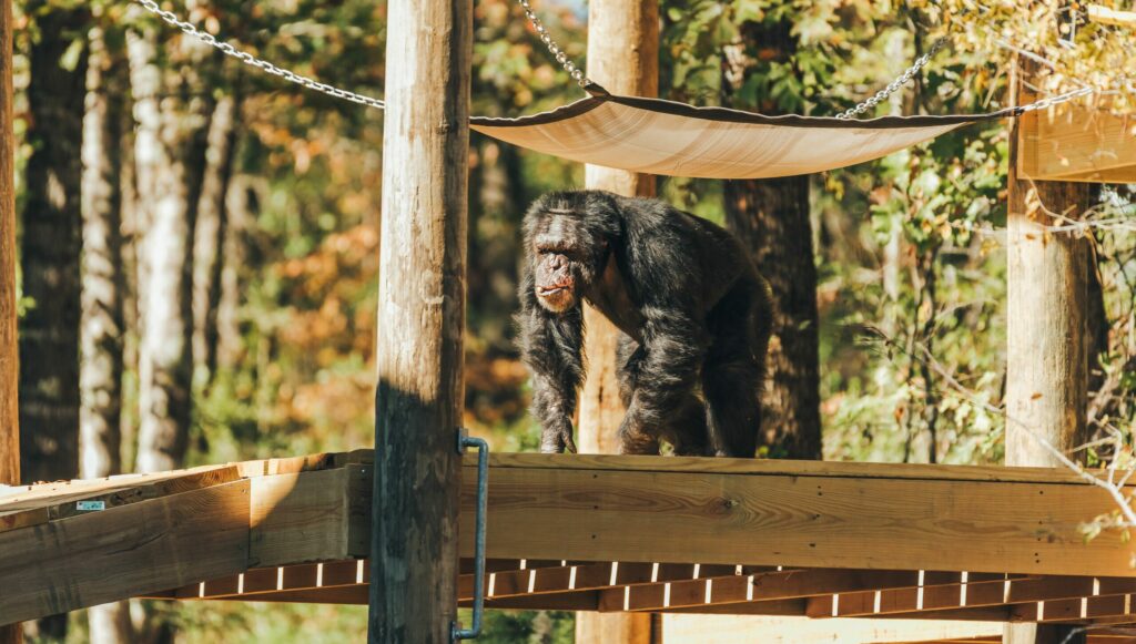 1:12-CHIMPS SANCTUARY (photo Chimp Haven) 9] Chimp Walks Along New ...