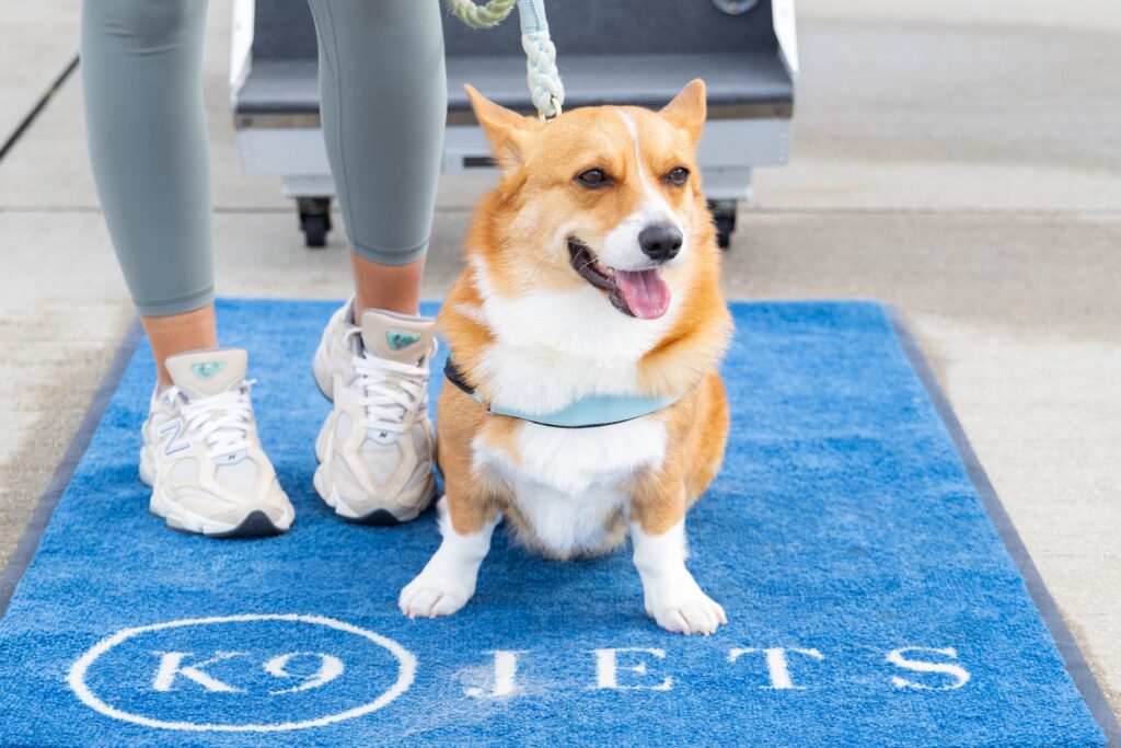 corgi