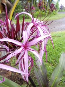DSCN4369
