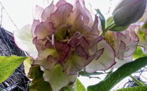 hellebore