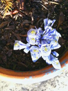 miniature iris