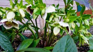 Hellebore