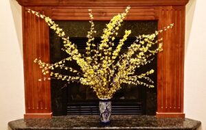 forsythia