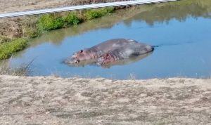 Wildlife Safari, Winston, OR