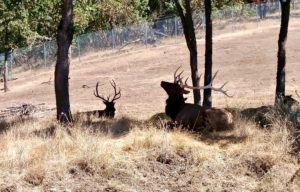 Wildlife Safari, Winston, OR