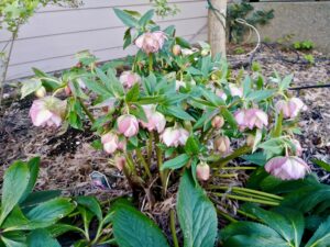 Hellebore