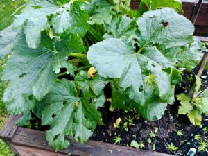 hail storm damage