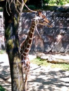 Oregon Zoo