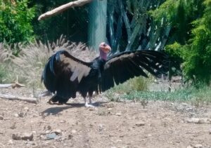 San Diego Zoo