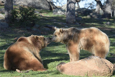 Rescued grizzly bear siblings Albert and Cherry