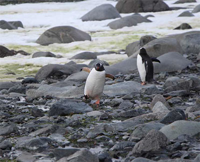 Penguins