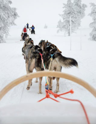 Dogs pulling a rider in the sled