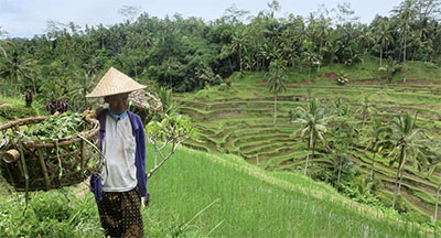 Worker at a rice field