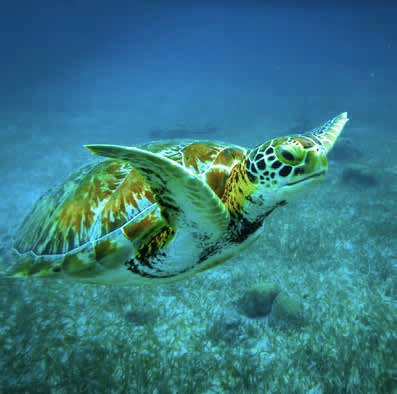 Sea turtle