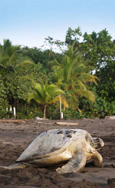 Sea turtle crawling from the beach to the sea in Tortuguero National Park