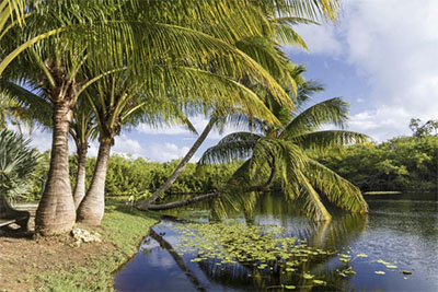 Palm trees at Queen Elizabeth II Botanic Park