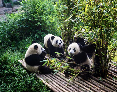 Chengdu pandas eating bamboo