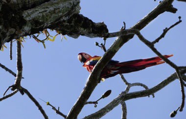 A scarlet macaw in a tree 