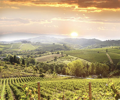 Chianti vineyard landscape