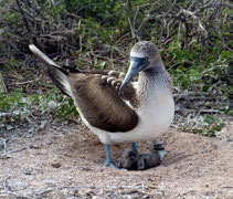 Galapagos