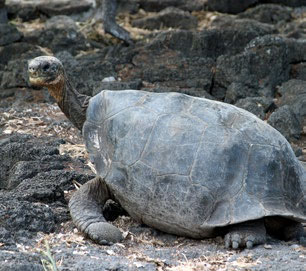 Galapagos