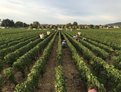 Grape harvest at a vineyard