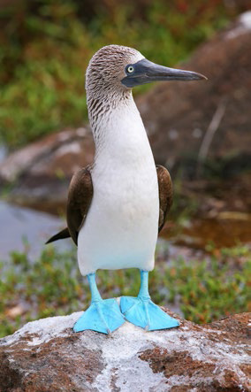 Blue-footed booby