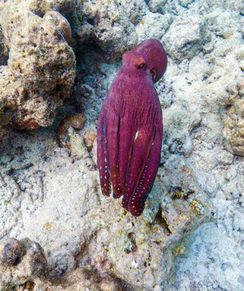 A red octopus in the Maldives