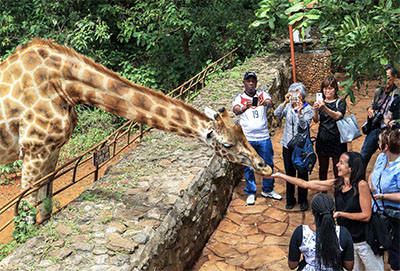Guests feeding a giraffe at the Giraffe Center
