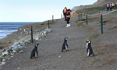 Penguins on Isla Magdalena