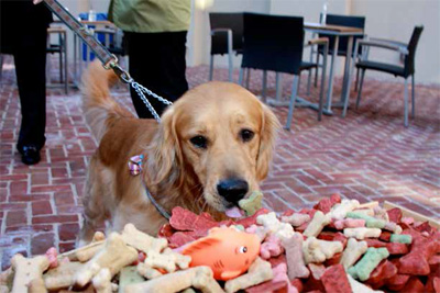 Doggy Happy Hour at Kimpton Hotels & Restaurants
