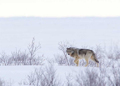 Wolf sighting © CHURCHILL WILD / ANDY SKILLEN