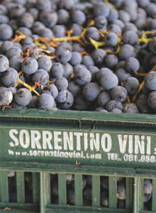 Grapes at Sorrentino Vini 