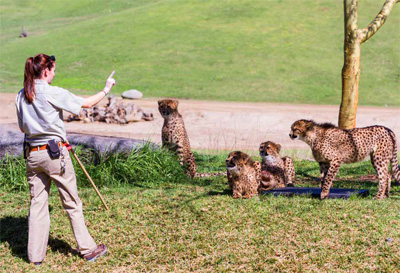 Zookeeper feeding cheetahs at the San Diego Zoo