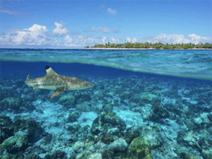 Shark underwater at Tiputa Pass, Rangiroa atoll