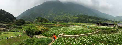 The calla lily field in Yangmingshan National Park