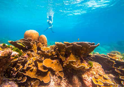 A coral reef, Racha Noi