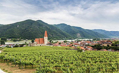Vineyard in Weissenkirchen