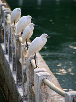 White egrets on the lake shore in Xiamen