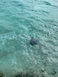 Bahamas