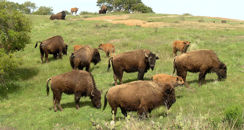 A herd of about 150 American bison