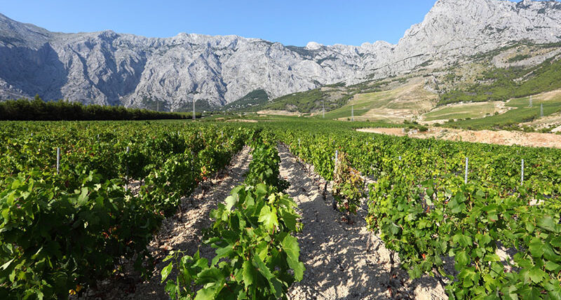 Croatia’s Dalmatian Wine Region