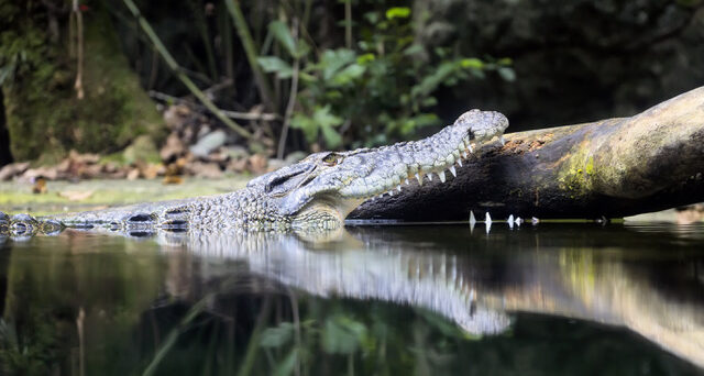 Singapore Zoo