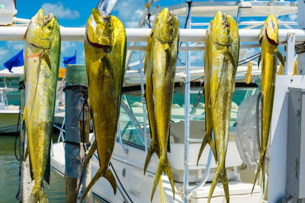 mahi mahi 