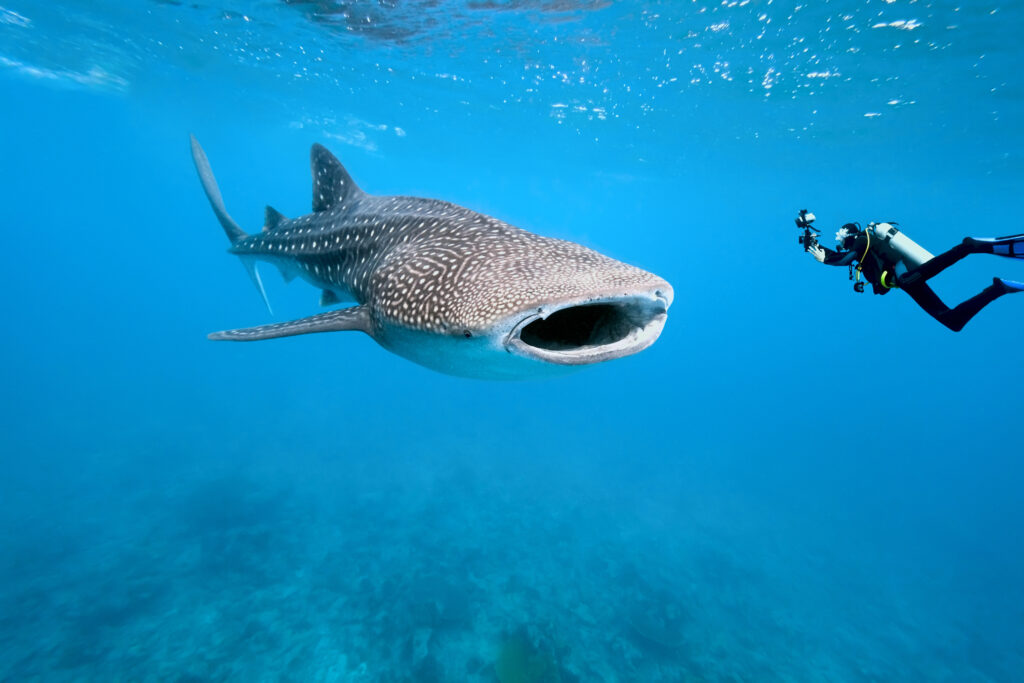 scuba