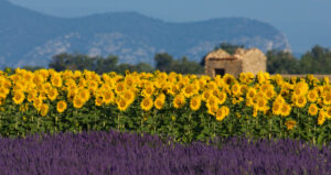 Provence