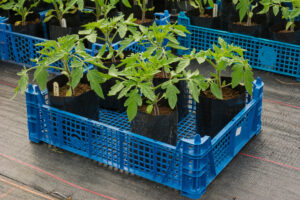 tomato plants