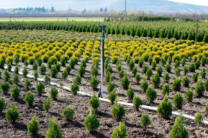 tree nursery