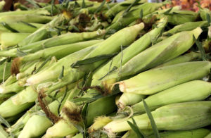 sweet corn